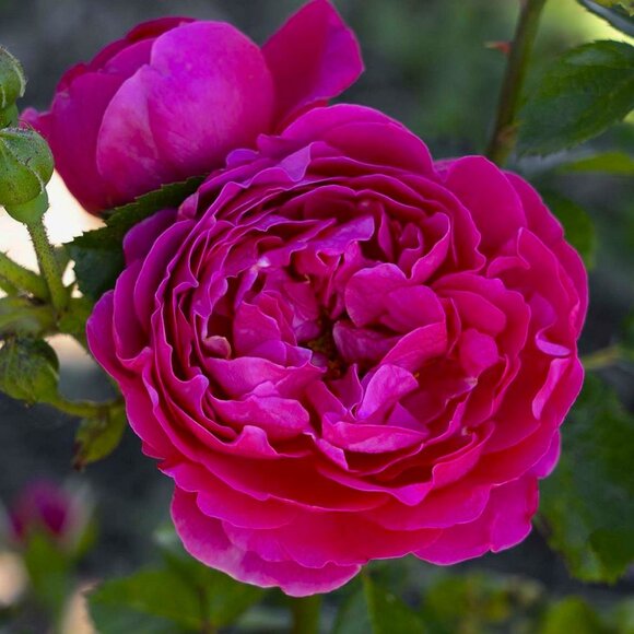 elizabeth in Vermont - Picture 1 of 1